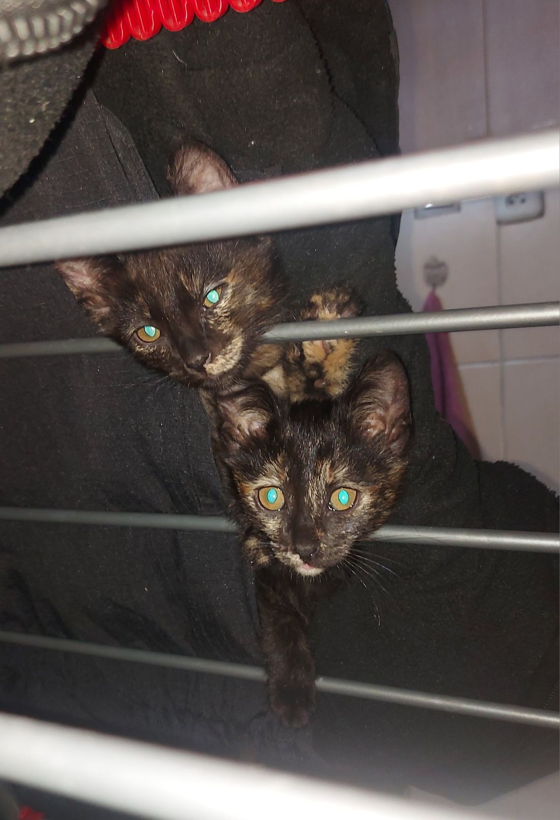 Котята здоровые,домашние !