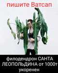 Филодендрон САНТА ЛЕОПОЛЬДИНА от 1000т