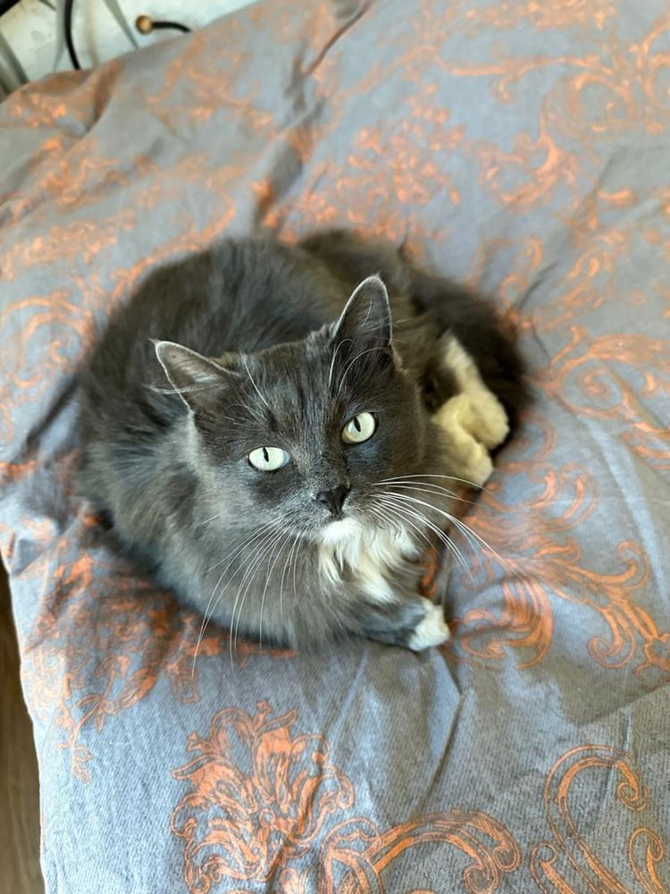 Кошка Китти породистая