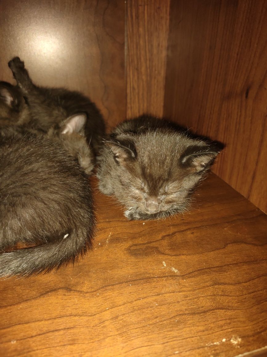 Отдам котят  в хорошие руки