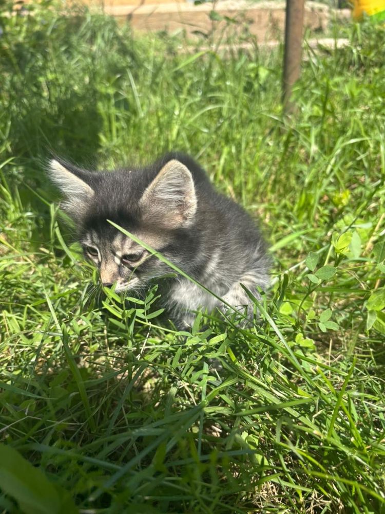 Отдам котят в добрые руки