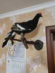 Чучело Тетерева .