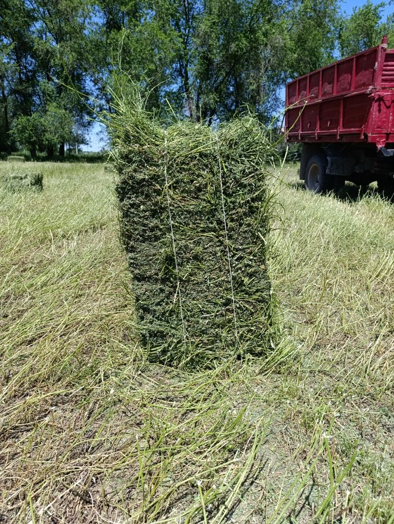 Продам чистый клевер