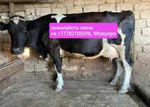 Продаётся дойные коровы. О