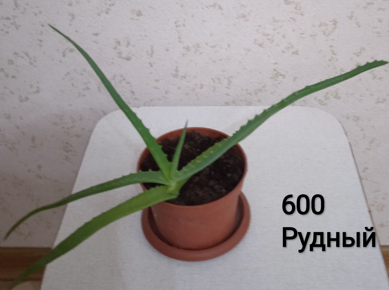 Продам цветы садовые, и другие