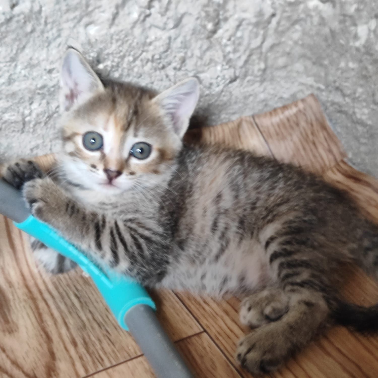 Отдам котенка в добрые руки бауырластар 2