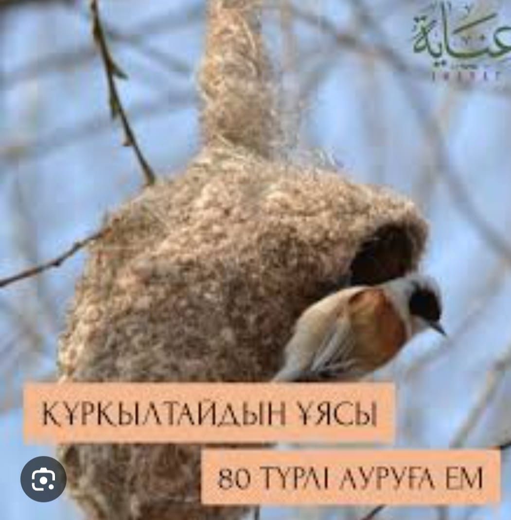 Куркылтайдын уясы.