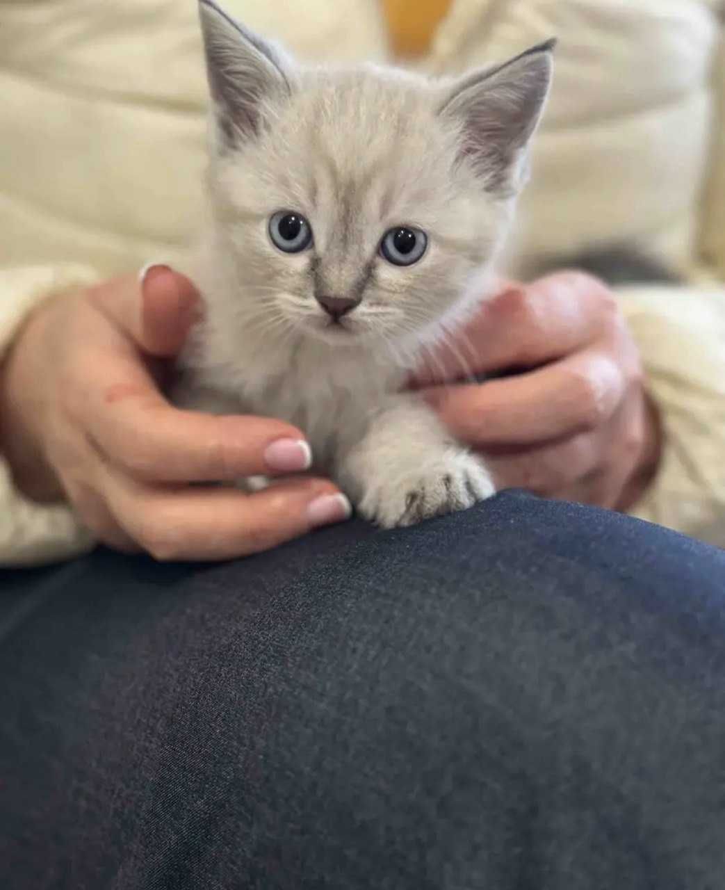 Отдам котенка в хорошие руки