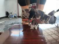 Отдам котят мальчиков