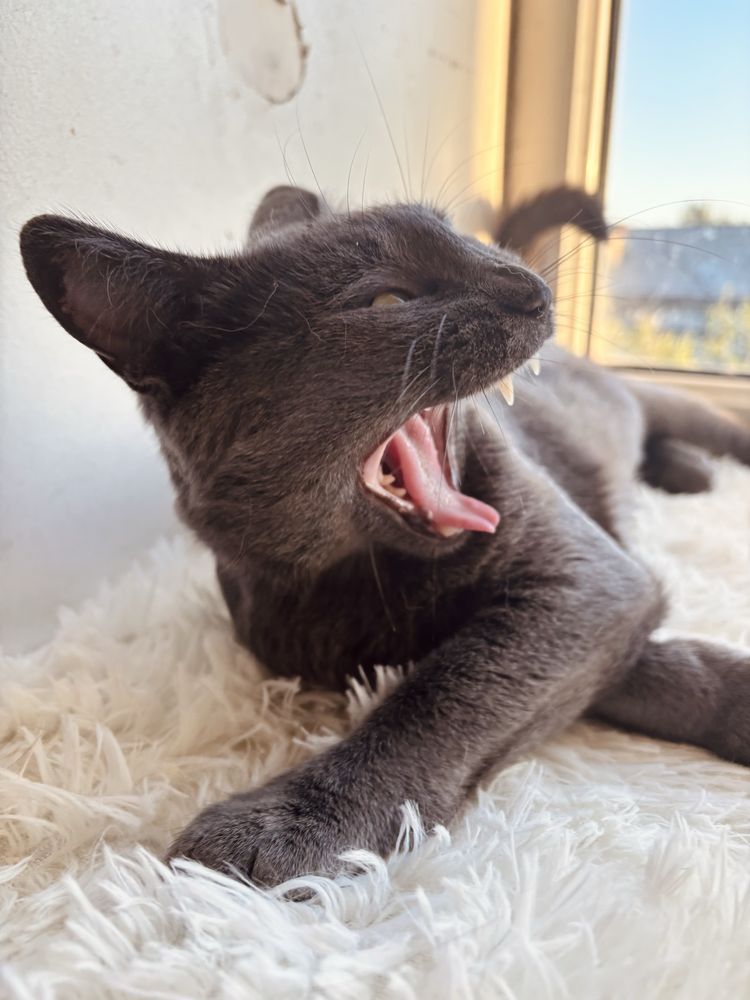 Кошка в добрые руки, кот, котенок, кошка