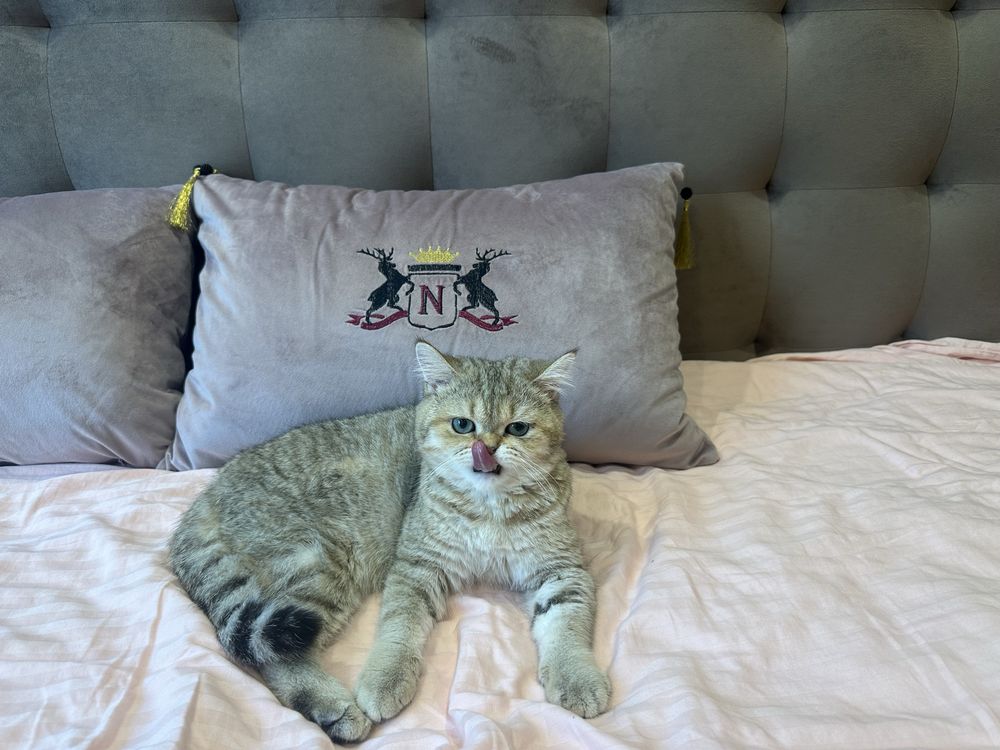 Котик Шиншилла Мальчик
