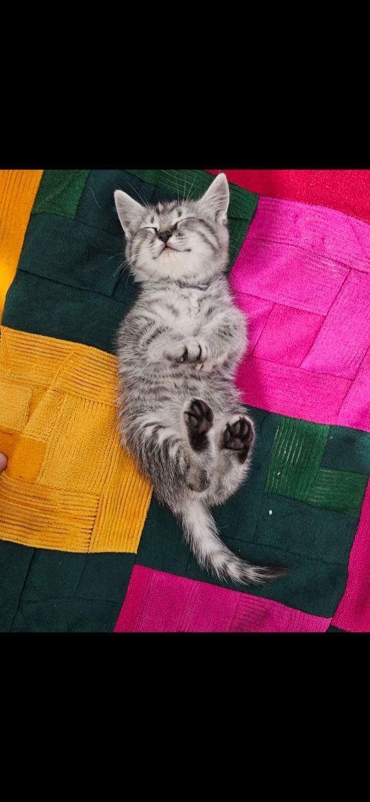 Чистокровный Британец котенок