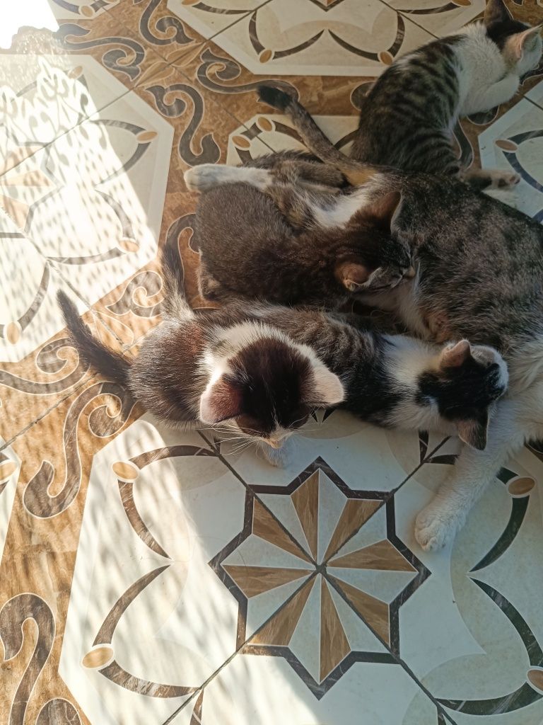 Домашние котята, мыргаулар