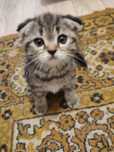 Котята породистые