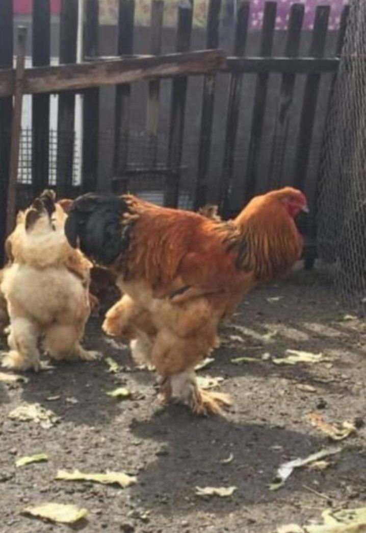 Брама яйца чистопордные