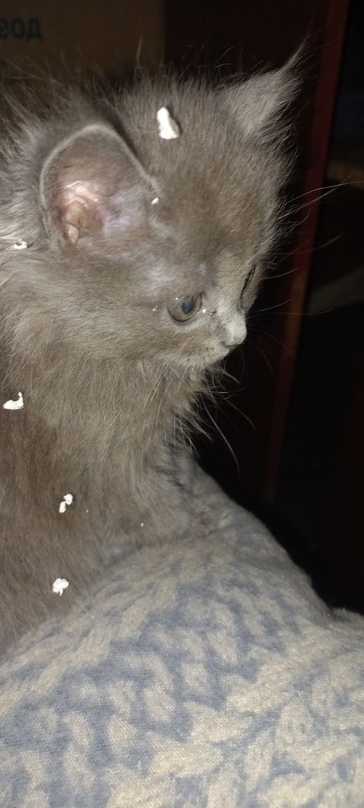 Котята бесплатно