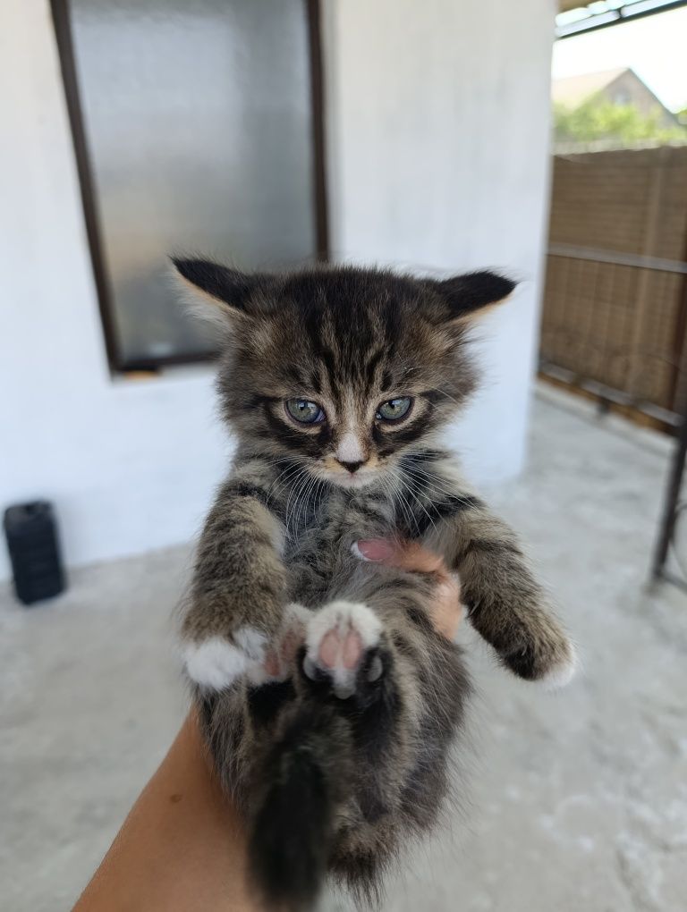 Котята сиамские и тигровый в хорошие руки