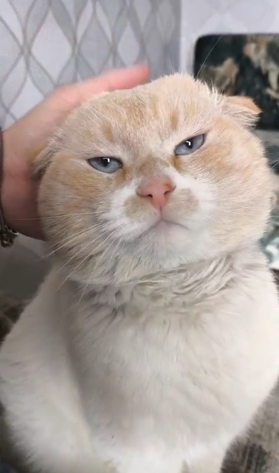 Отдам породистого кота