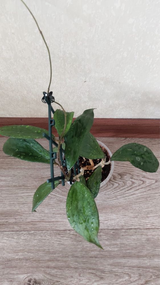 Хойя Дженифер/Jennifer (H. incrassata x H. finlaysonii)