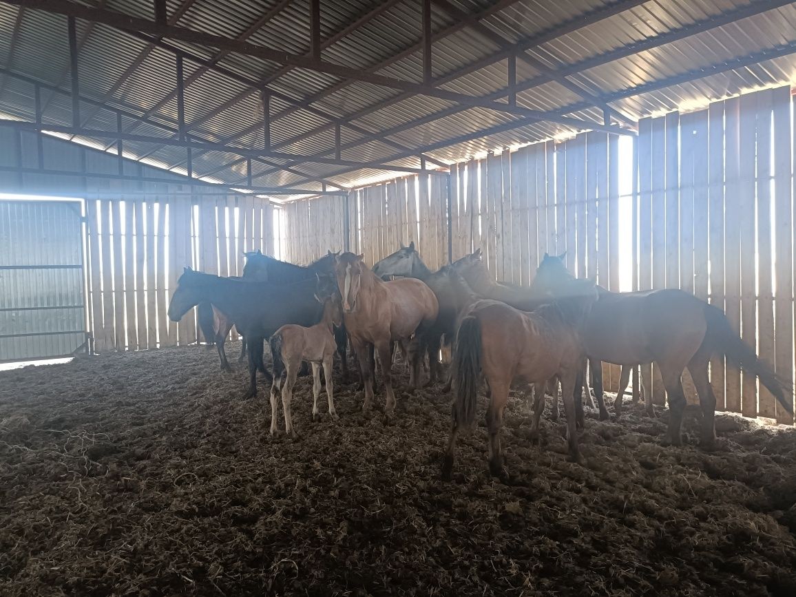 Продам, жылкы,быр уиыр, бары 17,бас 7, бие бар.