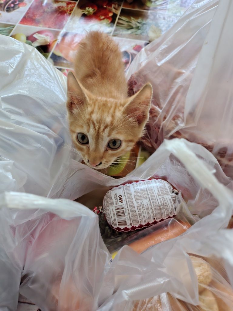 Отдам котенка даром
