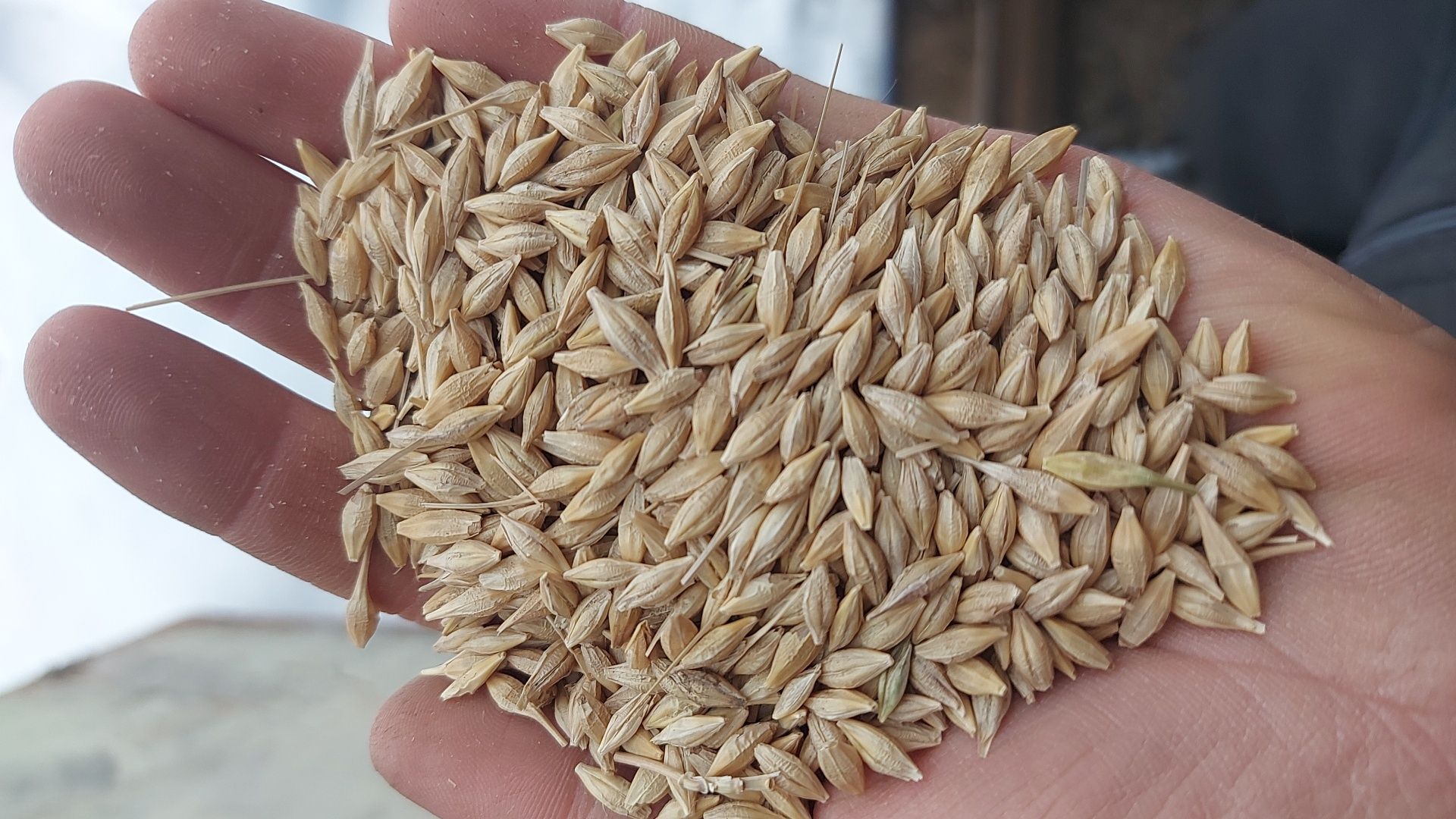 Продам ячмень сорт престиж пивоварный .