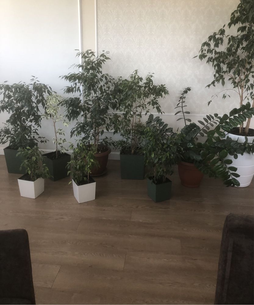 Продаются Фикусы и Замиокулькас