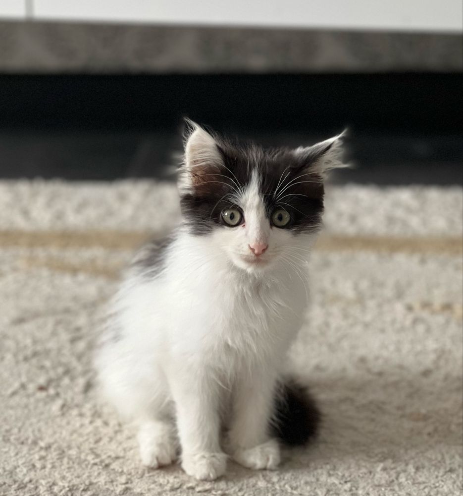 Котенок в хорошие руки