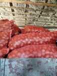 Продам семенной картофель