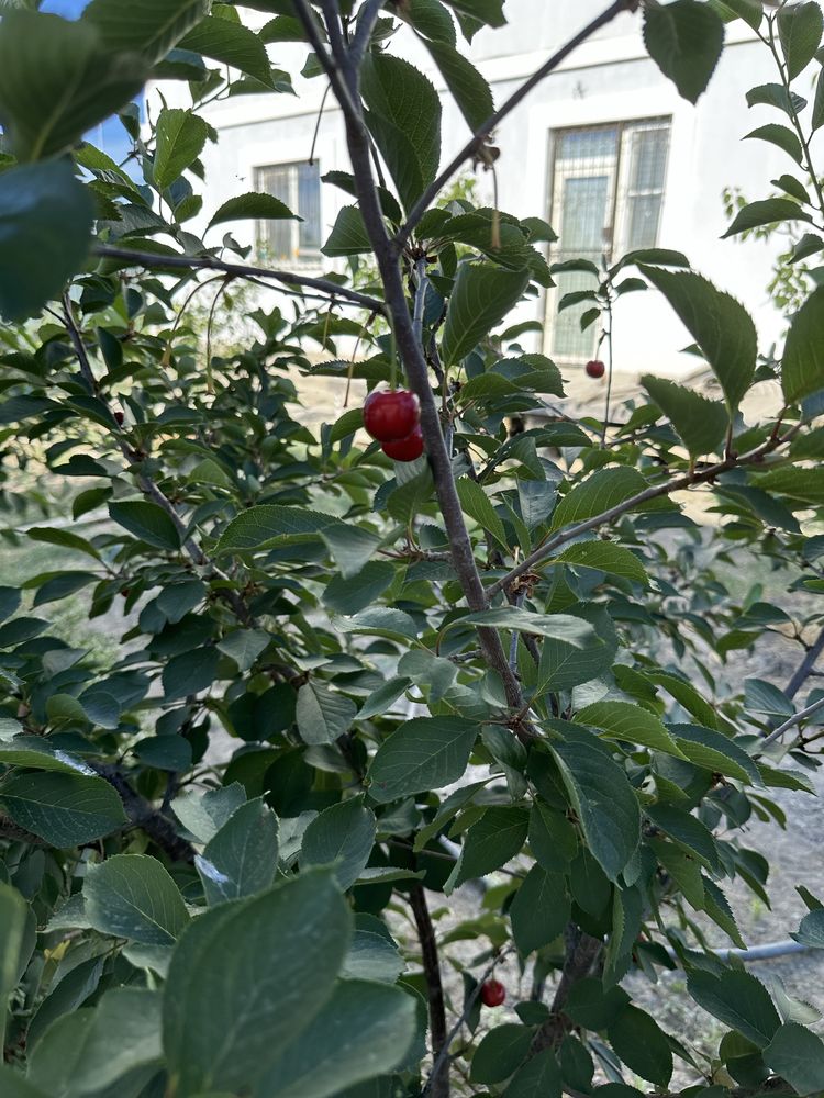 Продается дом в Еркинкале