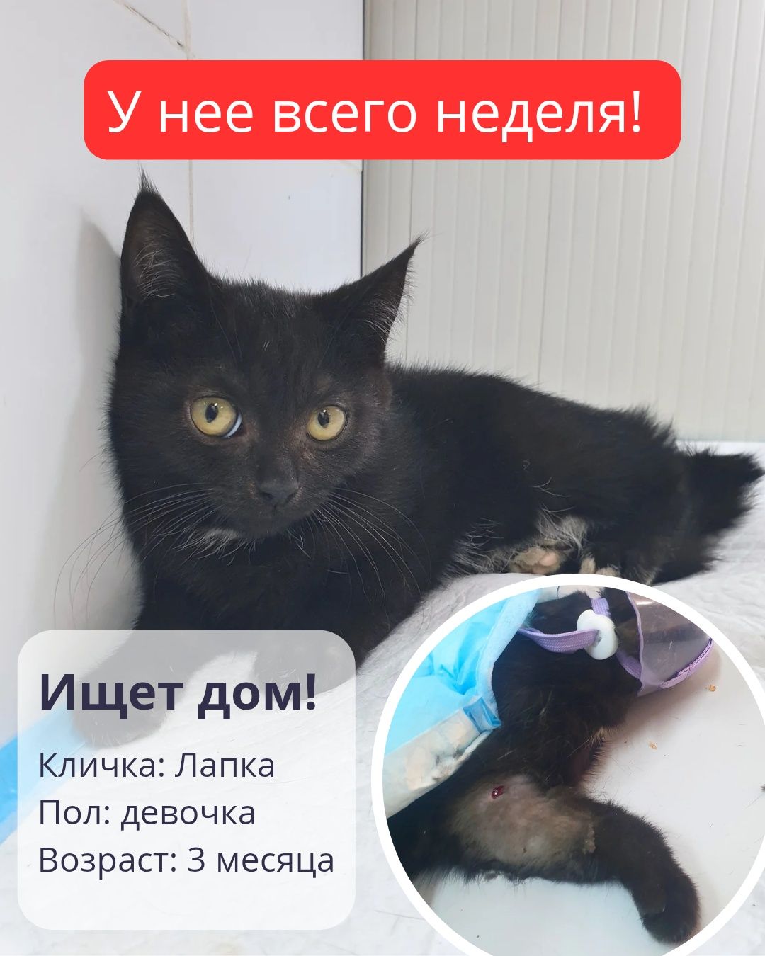 Лапке нужен дом!