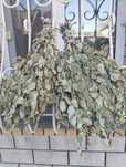Продам березовый веник.