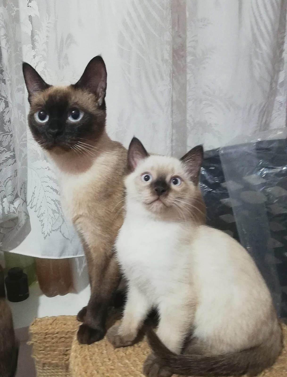 Породистые сиамские котята