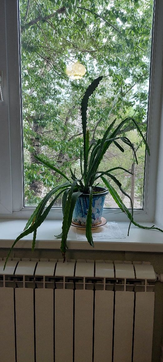 Эпифиллиум продаю
