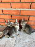 Отдам котят в хорошим руки
