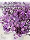 Сухоцветы / Гипсофилы букет