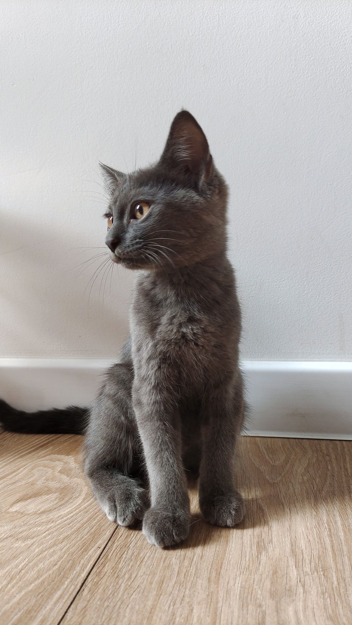 Серый котёнок мальчик