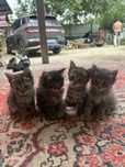 Отдам котят в хорошие руки