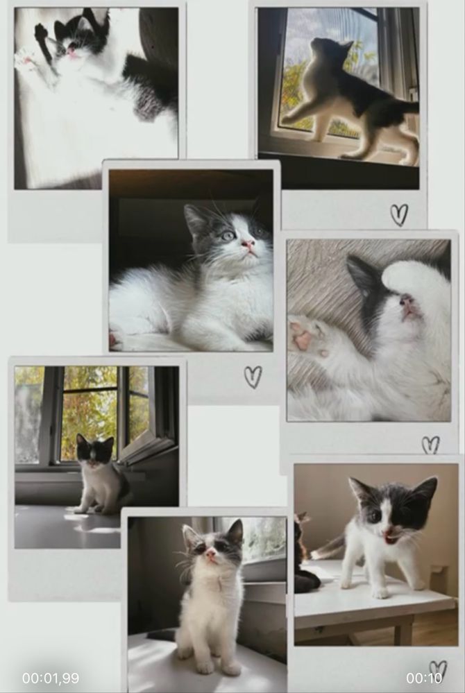 Котенок ищет добрые руки!