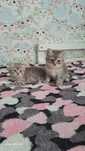 Котята скоттиш-фолд и скоттиш-страйт