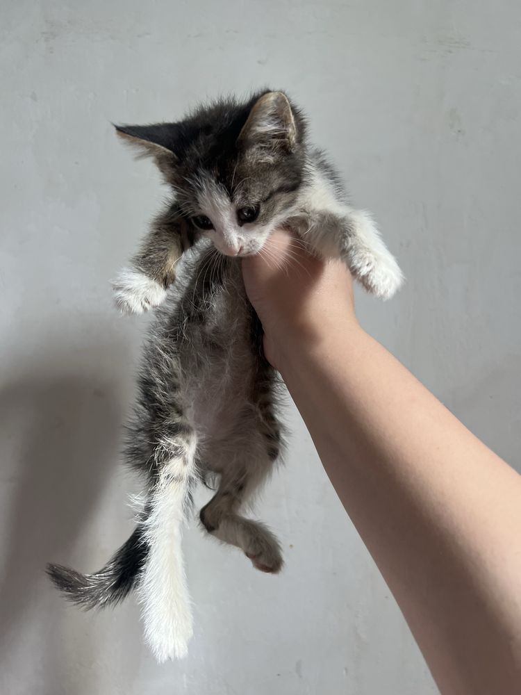 Отдам даром котенка, игривая