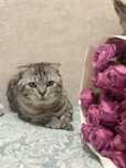 Отдам кота в хорошие руки