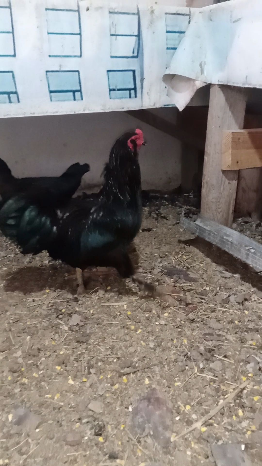 Продам всех петухи, курицы Бойцовый