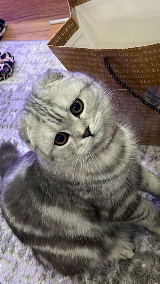 Продам кошку шотландскую вислоухую