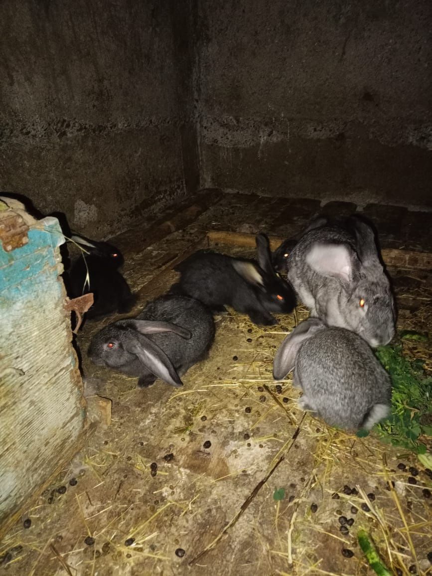 Продаются крольчата