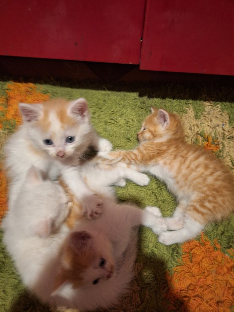Отдам даром котят