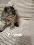 Персидские котята(остались две девочки)