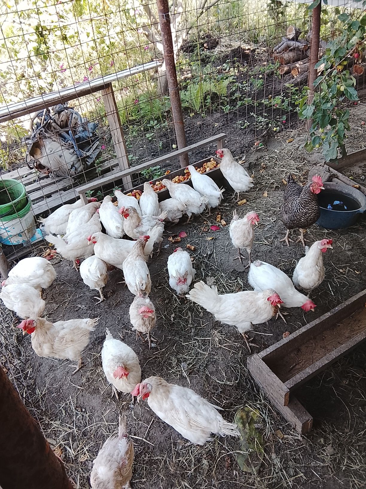 Продам курей несушек