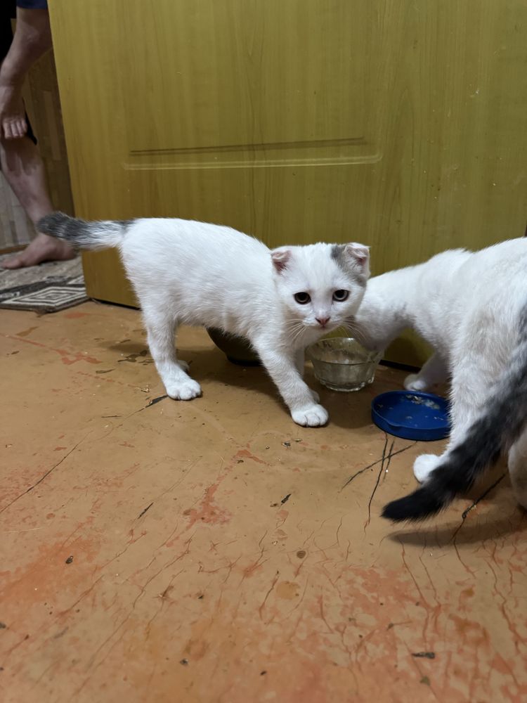 Шотландцы Котята в добрые руки