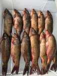 Свежая рыба Алматы и морепродукты с доставкой